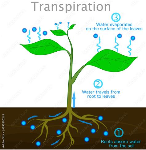 water drop absorption